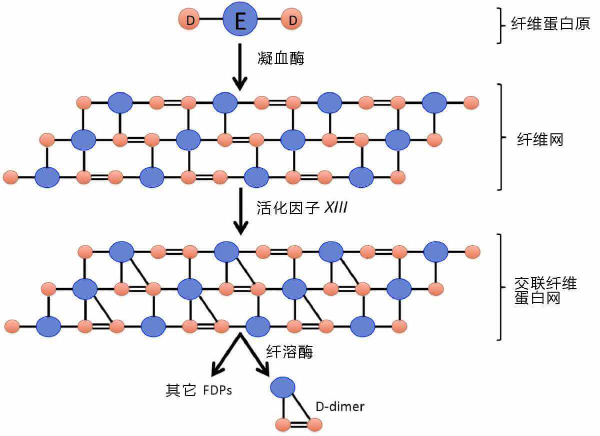 D-二聚體合成及代謝