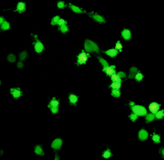 P3實(shí)驗(yàn)室K79d9新冠活病毒檢測