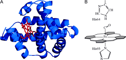 MYO結(jié)構(gòu)