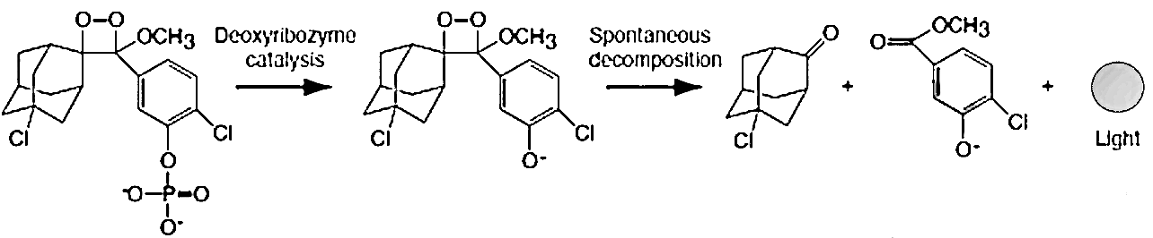 CDP Star發(fā)光原理示意圖