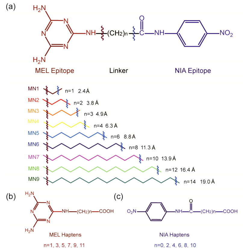 模型分析物和半抗原的化學結構