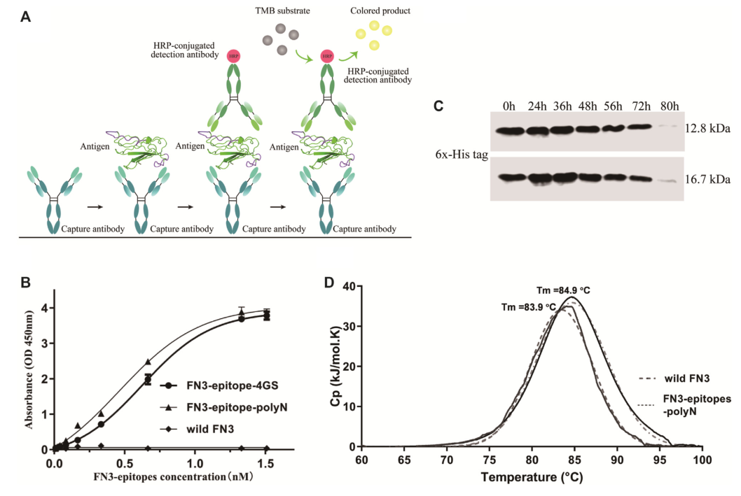 重組蛋白FN3-epitopes-polyN的免疫反應(yīng)性和穩(wěn)定性檢測(cè)