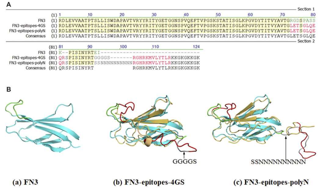FN3、FN3-Epitopes的部分序列和結(jié)構(gòu)