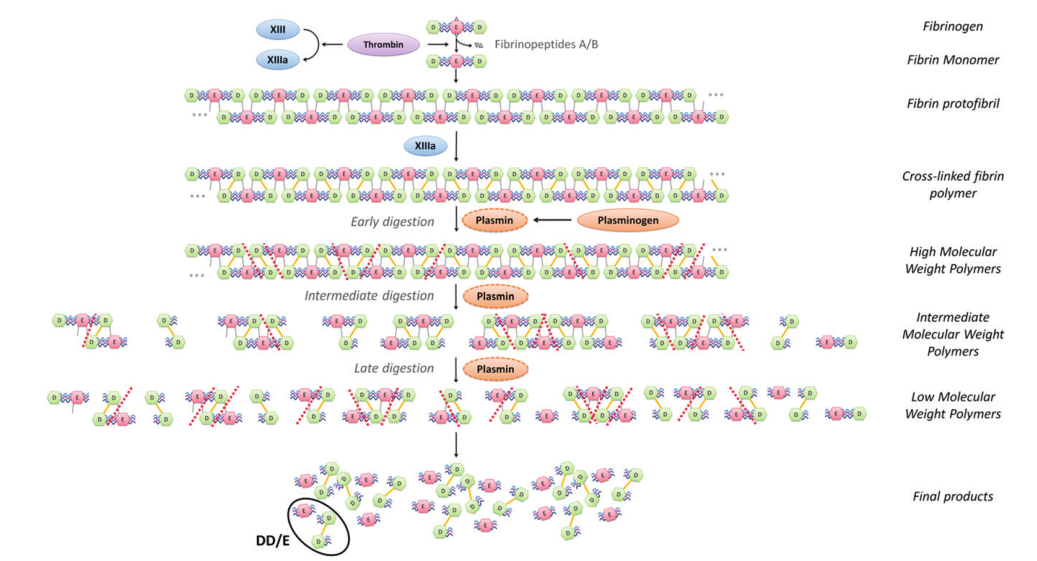 ?D-二聚體產(chǎn)生機(jī)制